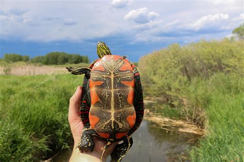 Painted Turtle