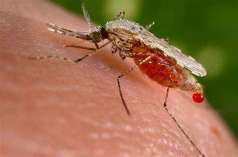 yuk cek nyamuk anopheles menyebabkan penyakit   fumida