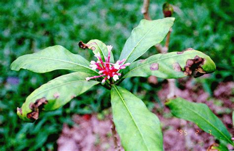 Rauwolfia Serpentine Or Sarpagandha Indian Ayurveda Herbs