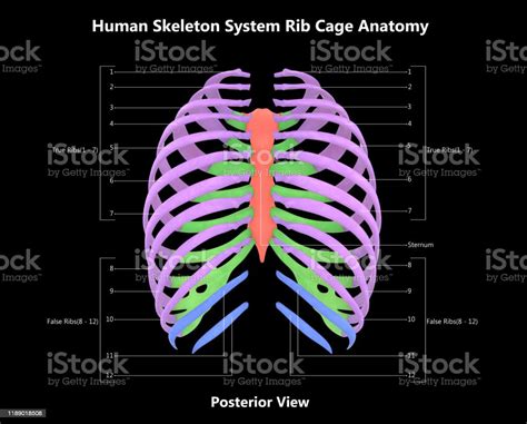 Human Skeleton System Rib Cage With Detailed Labels Anatomy Posterior
