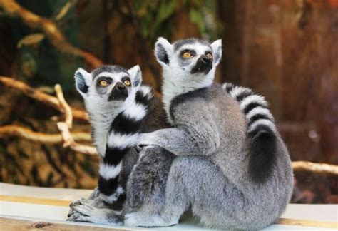 Gigantic Human Sized Lemurs Once Roamed Madagascar