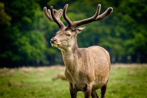 antlers vs horns what s the difference antler farms