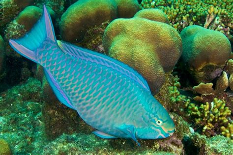 To Save Coral Reefs Start With Parrotfish — Ayana Elizabeth Johnson
