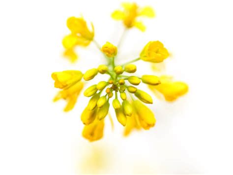 Mustard Flowers Stock Photos Pictures And Royalty Free Images Istock