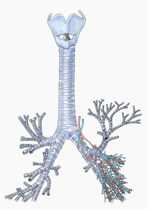 Trachea Respiratory System Respiratory Anatomy And Physiology