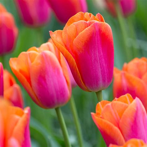 Buy Tulip Orange Dynasty J Parkers Dutch Bulbs
