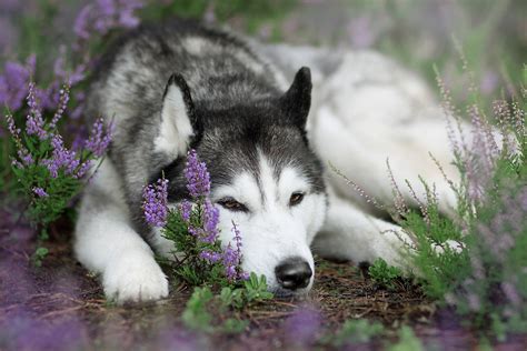 Download Resting Purple Flower Dog Animal Husky Hd Wallpaper