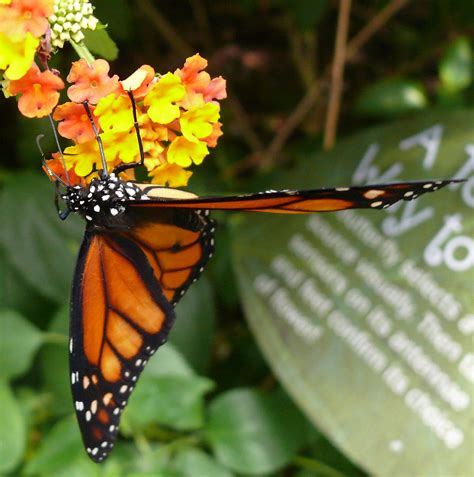 Bronx Zoo With Kathleenpimm Butterfly Garden Nan2945 Flickr