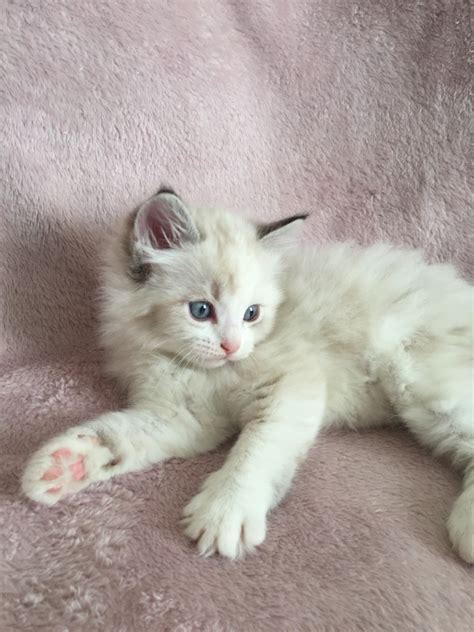 Ragdoll Cats For Sale Palmdale Ca 275960 Petzlover