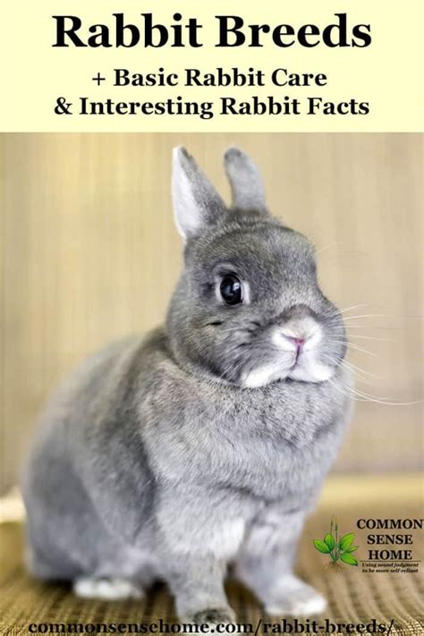 Rabbit Breeds Basic Rabbit Care Interesting Rabbit Facts Artofit