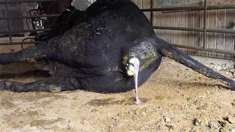 Cow Giving Birth Calving Graphic Youtube