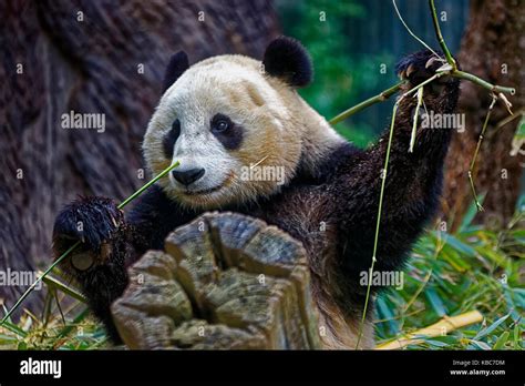 Panda Comiendo Bambú Mostrando Cara Con Fondo Borroso Fotografía De