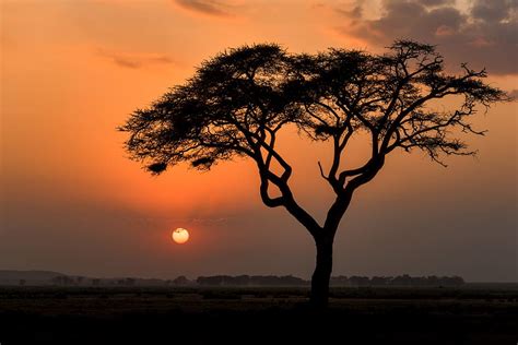 Hd Wallpaper Kenya Masai Mara Game Reserve Tree Sun Sunset Sky
