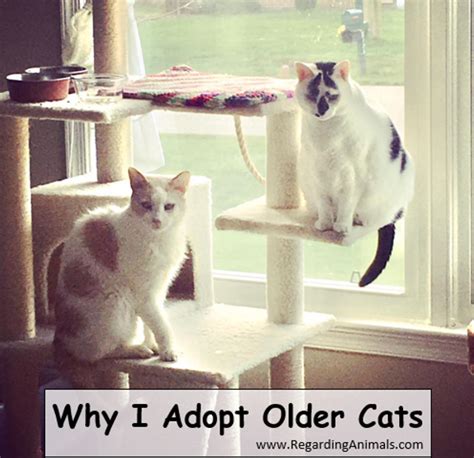 Why I Adopt Older Cats