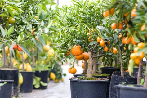 How To Grow Citrus In A Container Healthy Posts