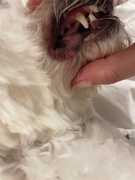Dog Has Sudden Swollen Red Lip On One Side Of Face And Bleeding On
