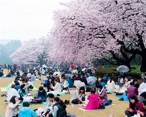 Embrace Spring With Pictures Of Japan S Cherry Blossoms Japan Cherry Blossom Japan Travel
