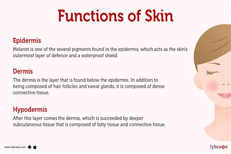 Skin Human Anatomy Picture Function Diseases Tests And Treatments