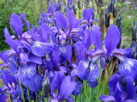 Beautiful Iris Flowers Stock Photo Image Of Beauty 124592490