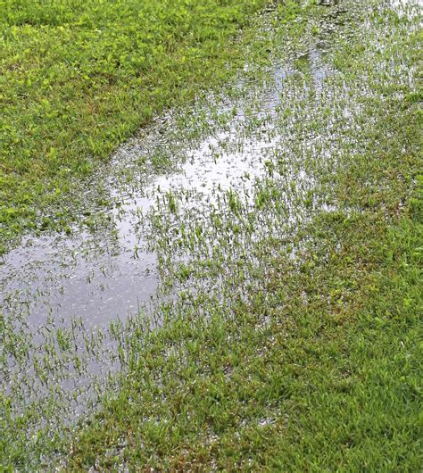How To Spot And Avoid An Overwatered Lawn Senskes 1 Advice
