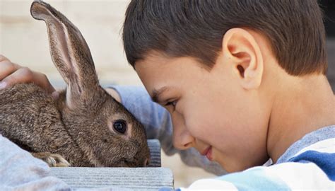 Ways To Teach Your Kids Compassion Towards Animals Winmore