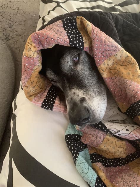 Does anyone else swaddle their Dane like a giant burrito? : greatdanes