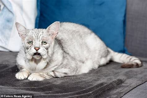 Cat Who Was Rescued From A Hoarders House With Skin Condition Looks