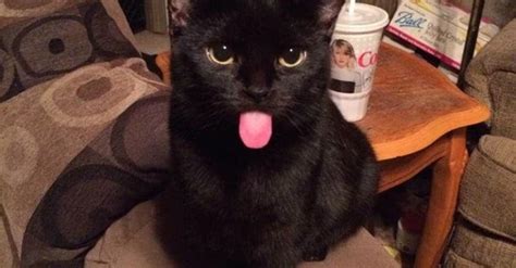 28 Hilarious Photos Of Cats Sticking Their Tongues Out