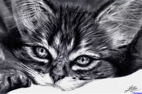 These circles should not be round, though; Drawing a realistic kitten, cute kitten, Added by ...