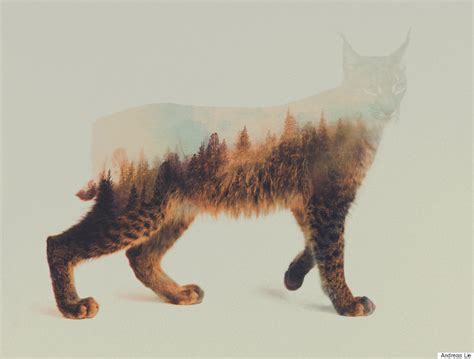 Wild Animals And The Forest Meet In Digitally Merged Photographs Huffpost