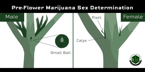 male vs female cannabis plant and sexing guide hot sex picture