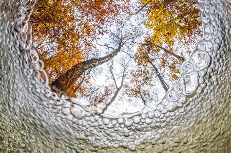 Anime, worm's eye view, blue, bottom view | 1700x956 wallpaper. nature, Trees, Branch, Underwater, Bubbles, Leaves, Fall ...