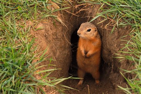What Is The Best Way To Get Rid Of Gophers Hybrid Pest Control