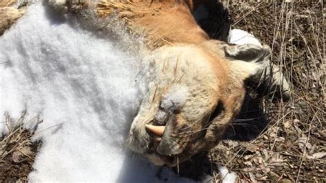 Cougar Found Dead In March Not Part Of A Resident Cougar Population