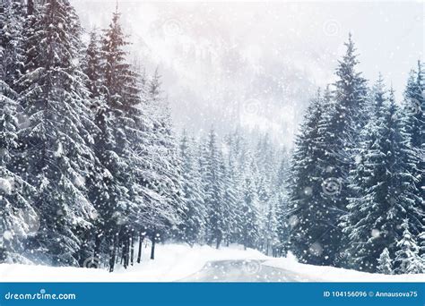 Beautiful Snow Covered Fir Trees In The Alpine Mountains Stock Photo