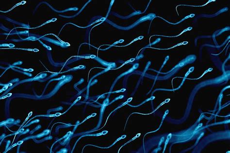 Sperm Swim Up To 70 Per Cent Faster When They Have A Lazy Tail New Scientist