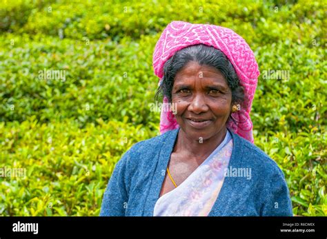 A Tamil Woman From Sri Lanka Breaks Tea Leaves On Tea Plantation With