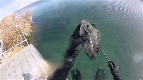 Spearfishing Tilapia Blue Lake Utah Feb 2016 Youtube