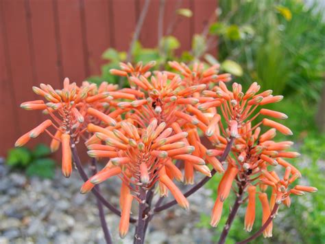 Various plants