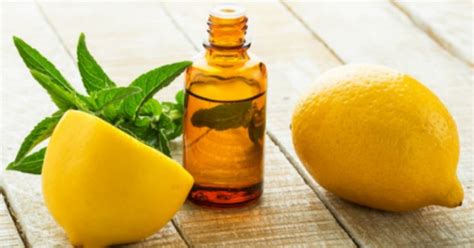 Eucalyptus oil as natural insect repellent. Lemon Eucalyptus Oil As Effective As DEET, Confirms CDC