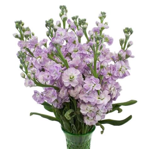Stock Lavender Blush Flower Blush Flowers Wedding Flowers Lavender