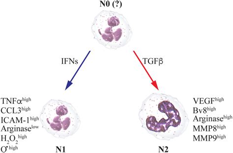 The Anti Or Pro Metastatic Functions Of Neutrophils Depend On The
