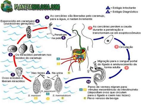 Filo Dos Platelmintos Características Reprodução Fisiologia Resumo
