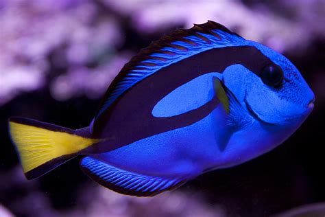 My Blue Hippo Tang My Blue Hippo Tang In My Saltwater Reef Flickr