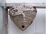 Images of How To Get Rid Of Hornets Nest In Roof