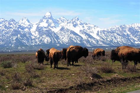 Buffalo At Grand Teton National Park Us Grand Tetons National