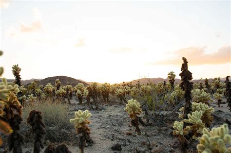 View The Cholla Cactus Gardens At Sunset — Chrissi Hernandez