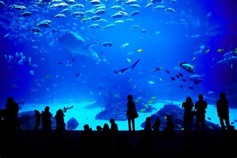 10 Best Aquariums In The United States According To Readers