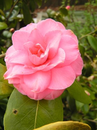 Nick cave and the bad seeds — where the wild roses grow. camellias : camelia | Garden pictures, Garden tags, Garden ...