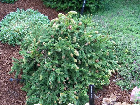 Pusch Dwarf Norway Spruce Plant Library Pahls Market Apple